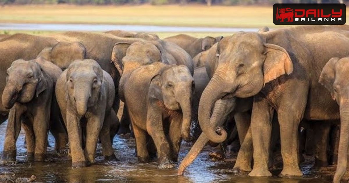 ලෝක අලි දිනය අදයි.