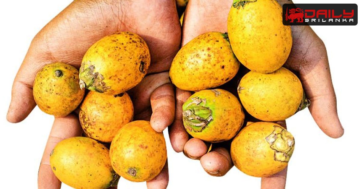 පුවක් ගෙඩියක මිල රුපියල් විසි පහක් දක්වා ඉහලට