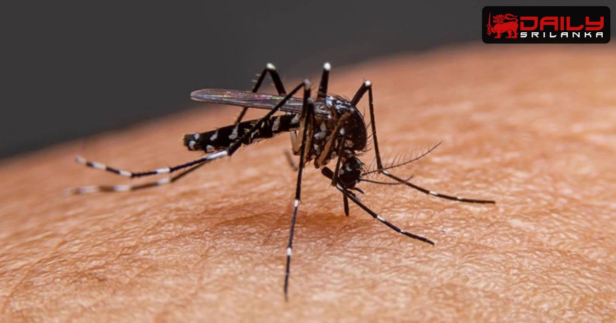 දැනට චිකුන්ගුන්යා රෝගය පැතිරීමේ අවධානම ඉහලට