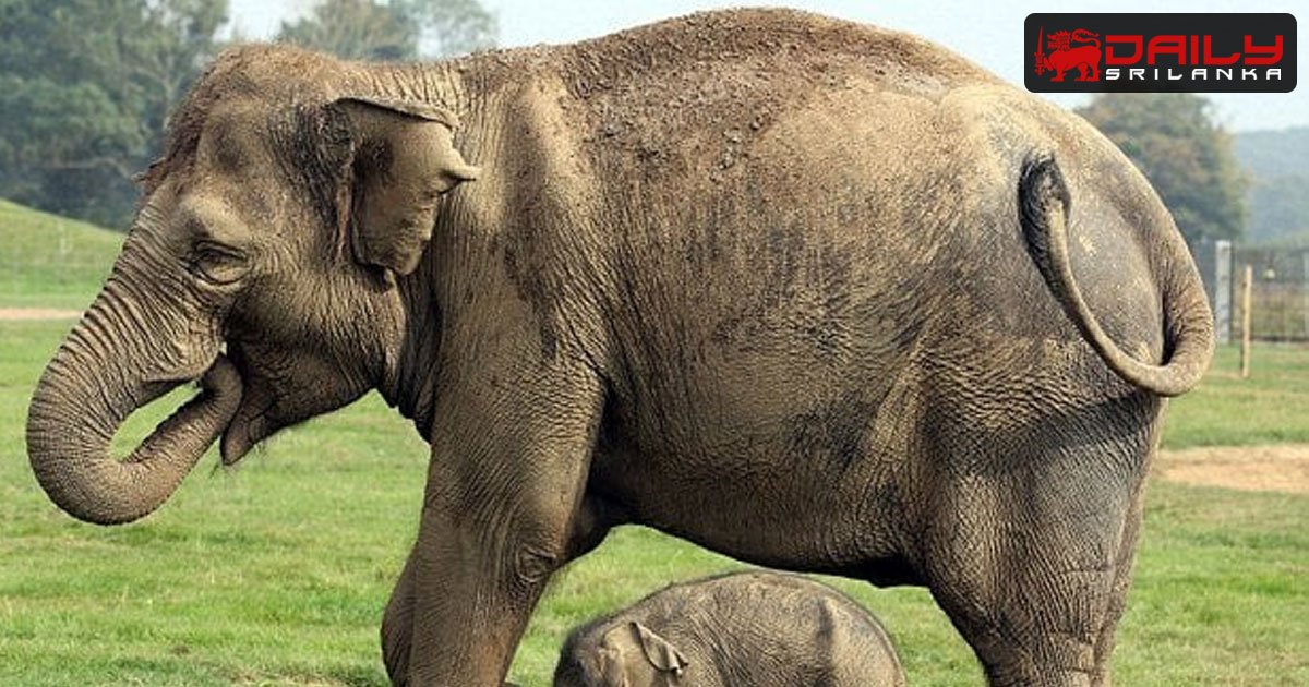 ‘ජාත්‍යන්තර අලිඇතුන්ගේ දිනය’ හෙටයි