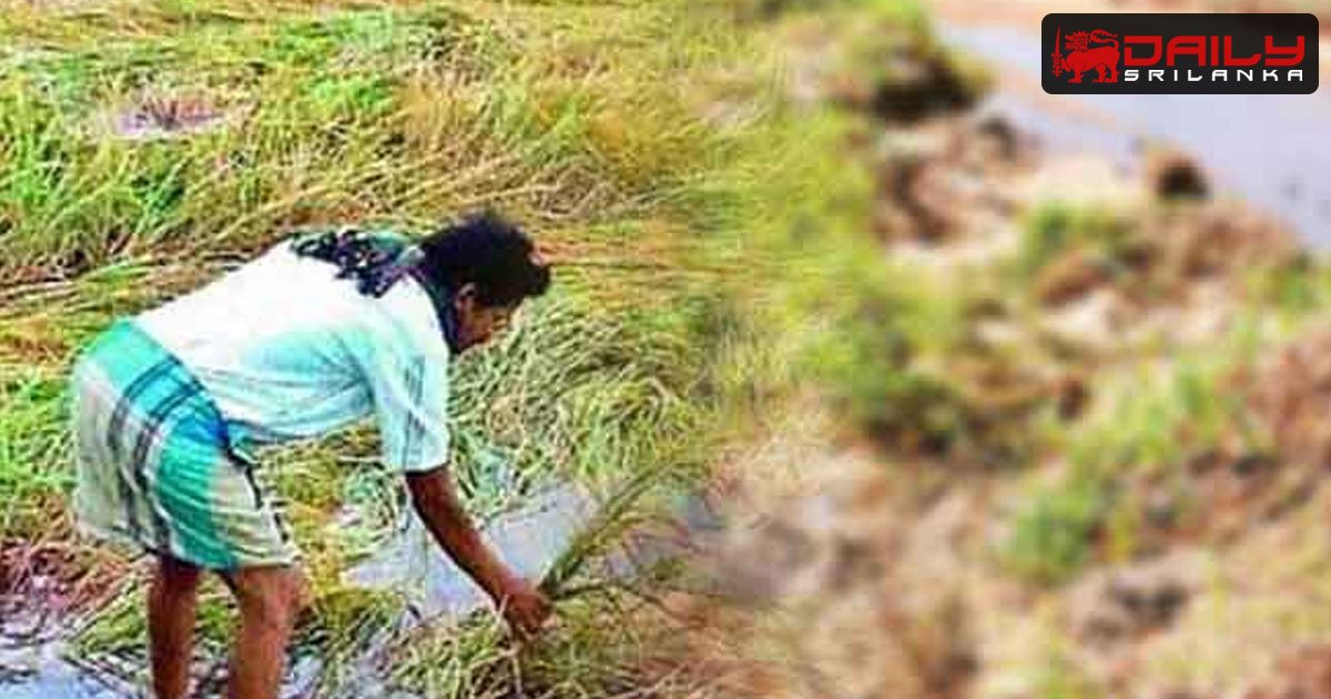 හානිවූ ගොවි බිම්වලට කඩිනමින් වන්දි ලබා දීමට පියවර
